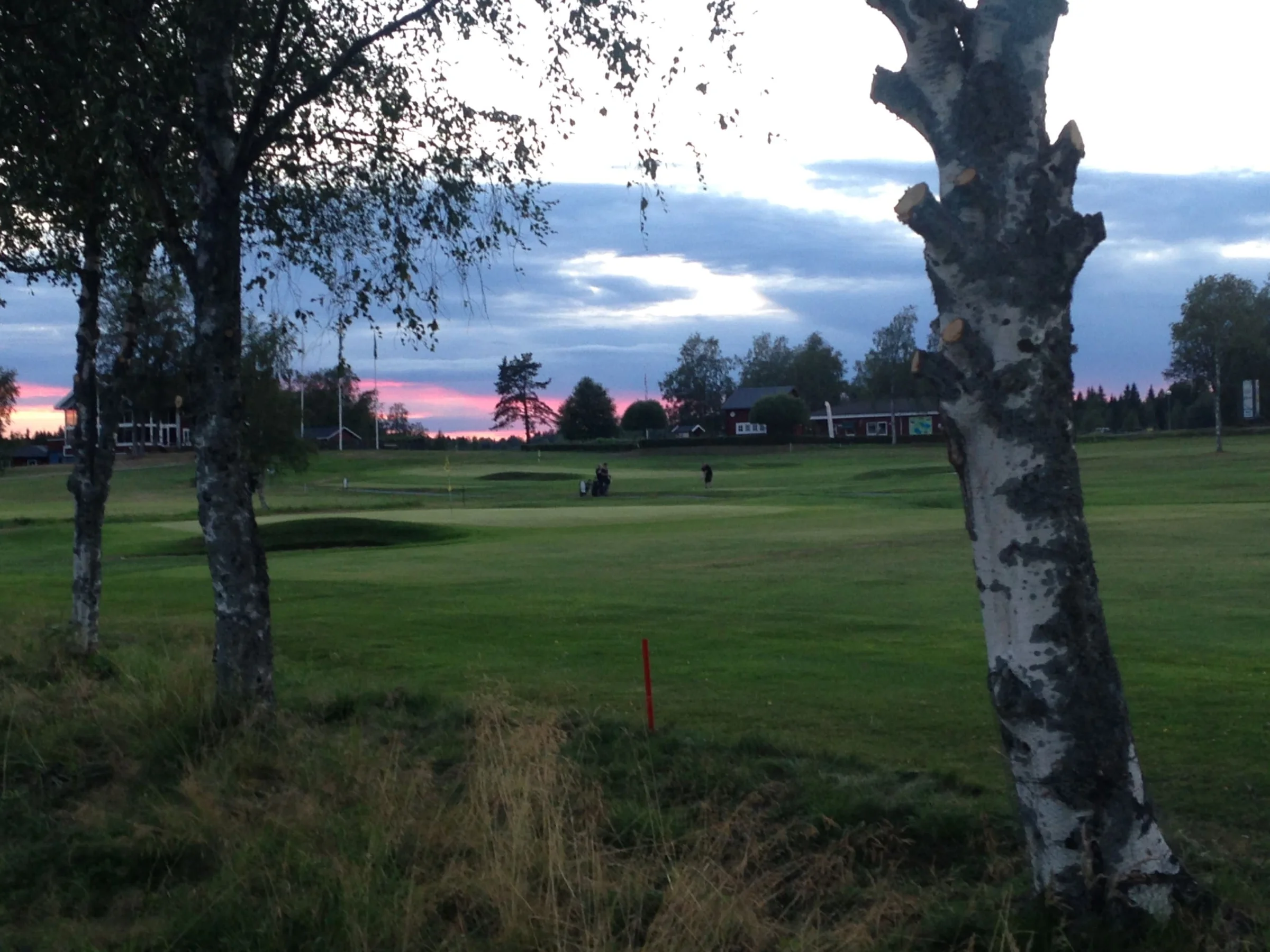 Stamkvistade björkar på 13.